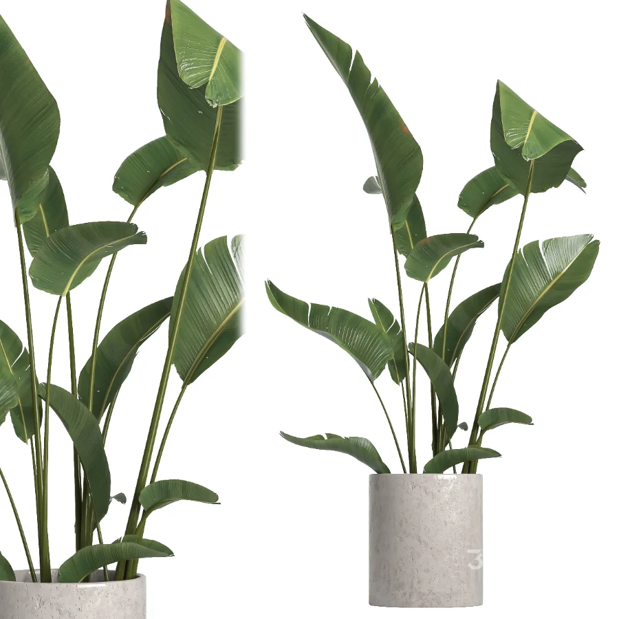 indoor plant 055 Image 4