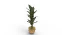 Banana Leaf Tree in Planter - Thumbnail 2