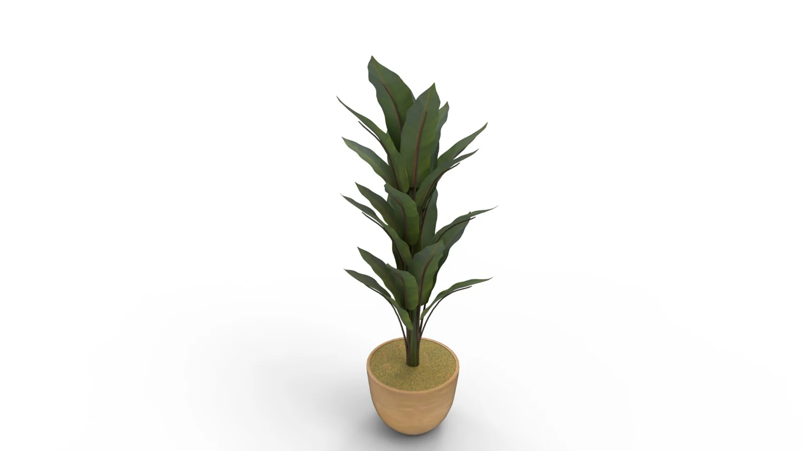 Banana Leaf Tree in Planter Image 2