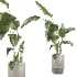 indoor plant 077 - Thumbnail 1