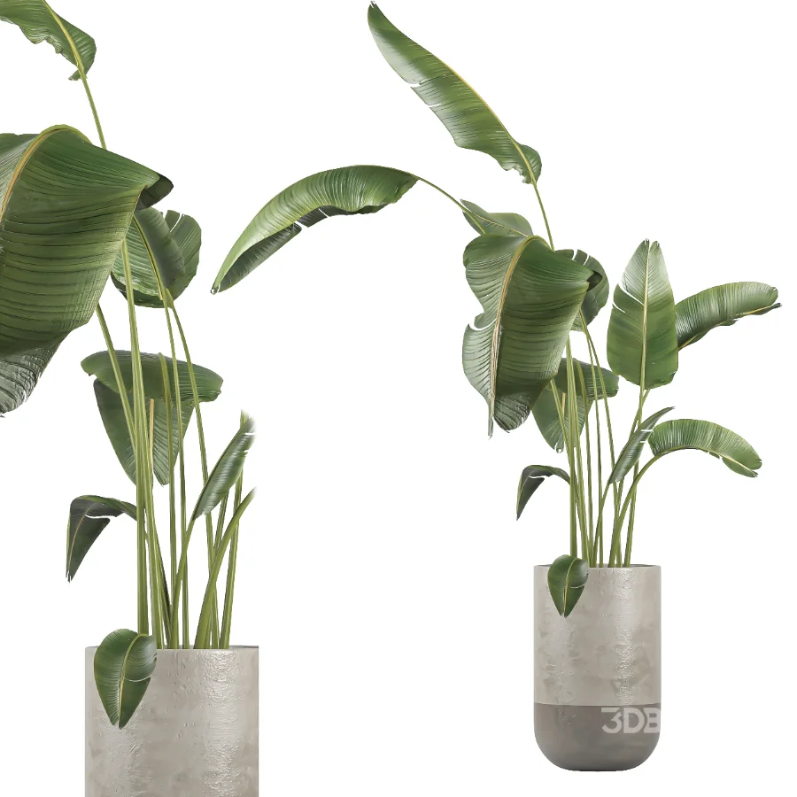 indoor plant 077 Image 1