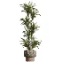 AV Indoor Plants Set 474 Areca Palm and Chemlali Olive and Ravenala Banana and Dracaena Lime Cane and Ficus Cyathistipula - Thumbnail 3