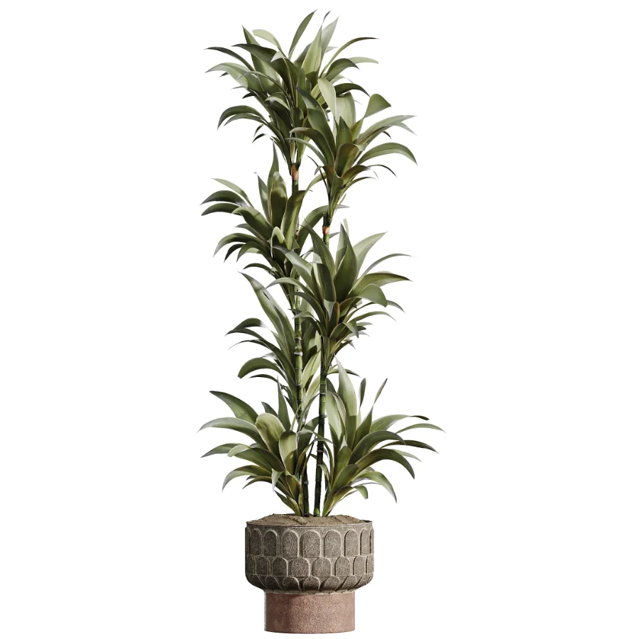 AV Indoor Plants Set 474 Areca Palm and Chemlali Olive and Ravenala Banana and Dracaena Lime Cane and Ficus Cyathistipula Image 3