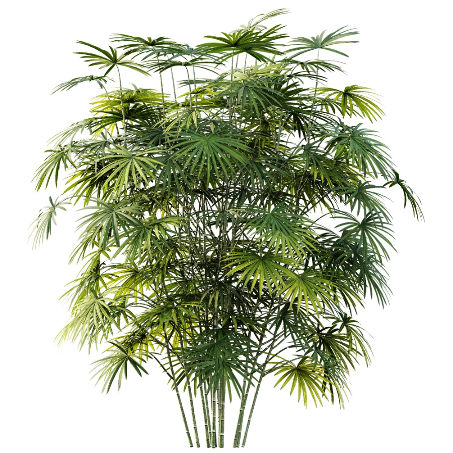 AV Plant Rhapis Excelsa Palm Bush 01 Image 2
