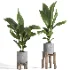 indoor plant 044 - Thumbnail 1