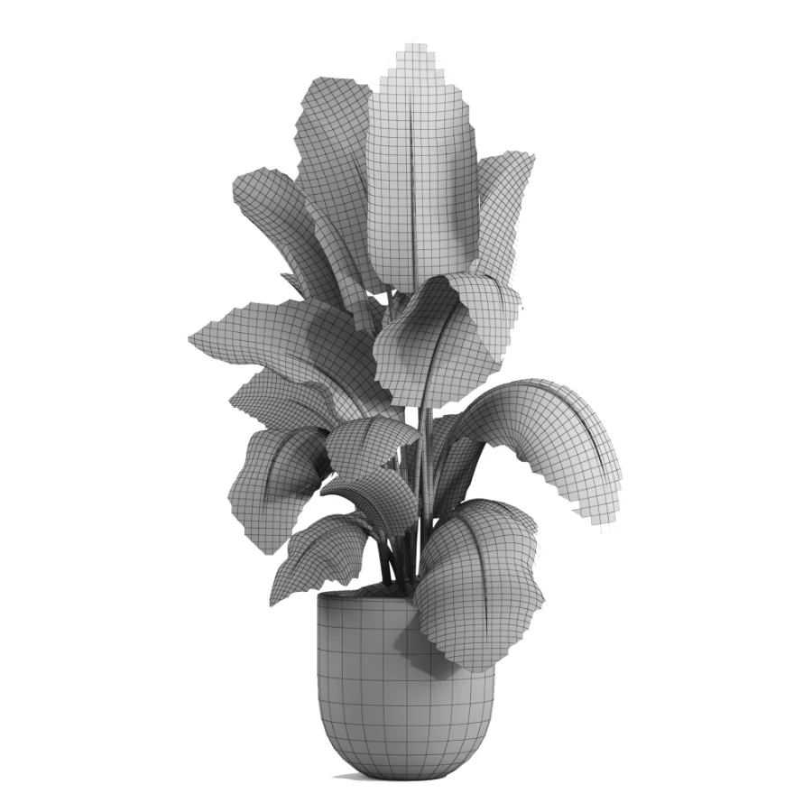 indoor plant 049 Image 1