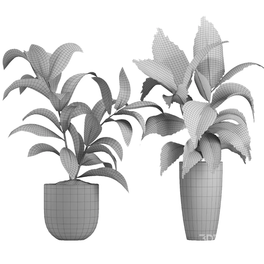 indoor plant 080 Image 4