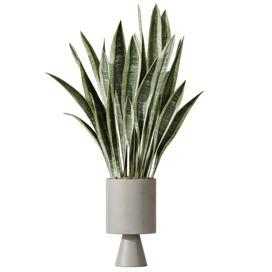 AV Indoor Plants Set 481 Palm Pachira Sansevieria Ficus Olive Image 2