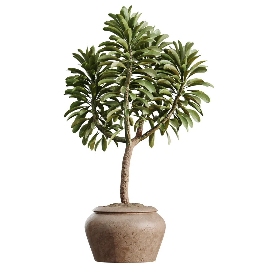 AV Indoor Plants Set 477 Elegant Monstera and Peace Lily and Chemlali Olive and Euphorbia Drupifera and Cat Reed Palm Image 6