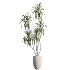 AV Indoor Plants Set 484 Areca Palm and Olive Eucalyptus and Dracaena Warnecki and Ficus Elastica - Thumbnail 2