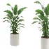indoor-plant-002 - Thumbnail 2