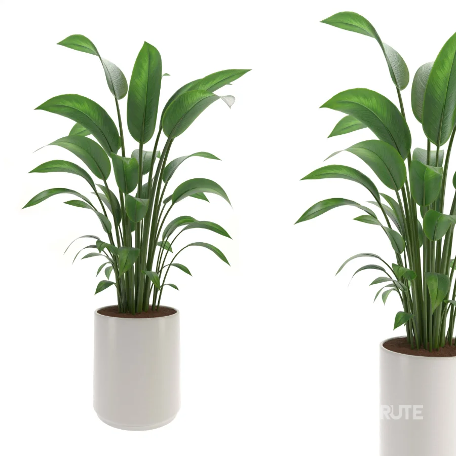 indoor-plant-002 Image 2
