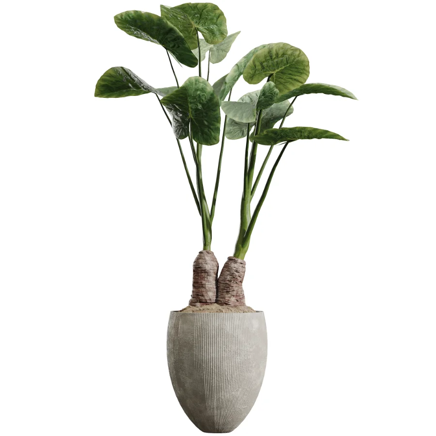 AV Indoor Plants Set 472 Yucca Elephantipes and Chemlali Olive and Cunjevoi Alocasia and Schefflera Arboricola and Ficus macrocarpa Image 6