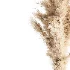 Pompas bouquet - Thumbnail 4