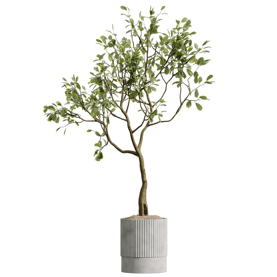 AV Indoor Plants Set 489 PalmCalathea Lutea Olive Ficus Image 4