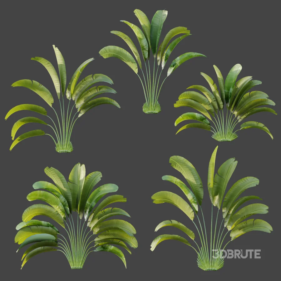 AV Plant Strelitzia Nicolai Palm Bush 01 Image 7
