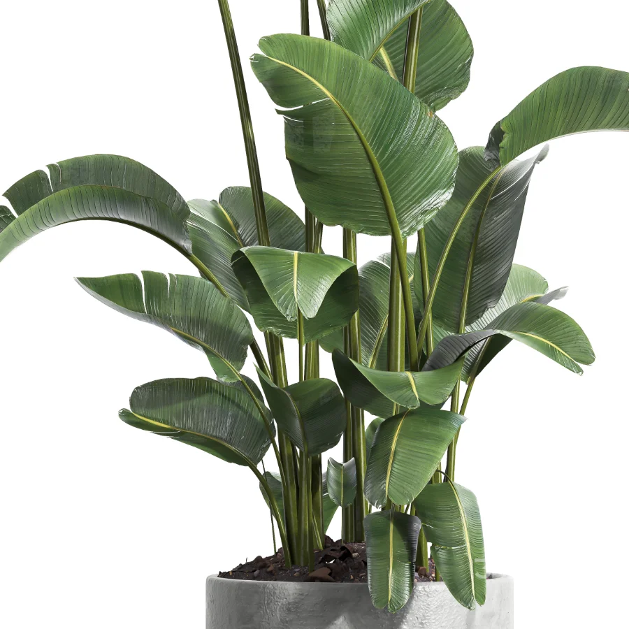 indoor plant 064 Image 4