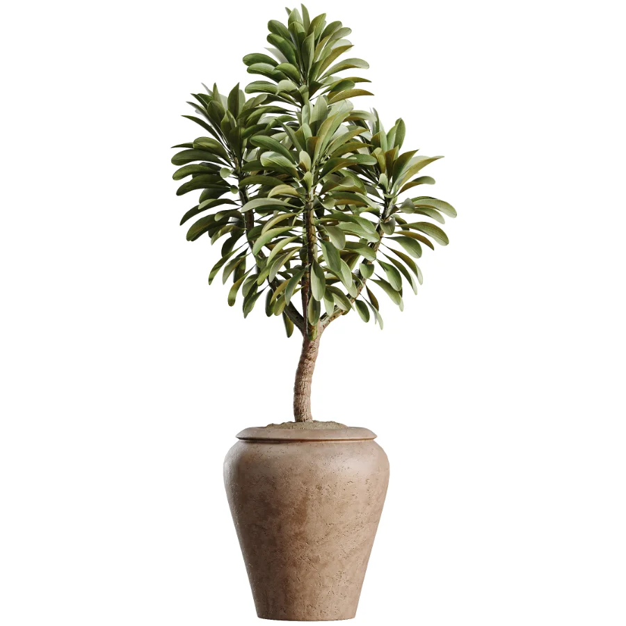 AV Indoor Plants Set 523 Areca Palm Olive Euphorbia Cyara Image 7