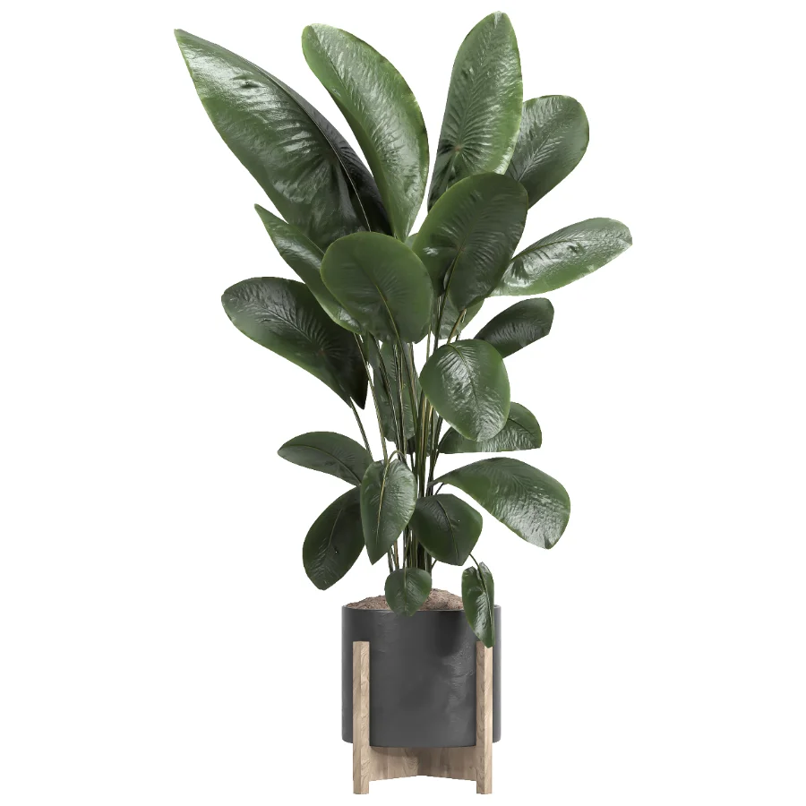 indoor plant 046 Image 2
