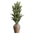 AV Indoor Plants Set 477 Elegant Monstera and Peace Lily and Chemlali Olive and Euphorbia Drupifera and Cat Reed Palm - Thumbnail 5
