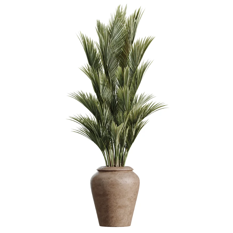 AV Indoor Plants Set 477 Elegant Monstera and Peace Lily and Chemlali Olive and Euphorbia Drupifera and Cat Reed Palm Image 5