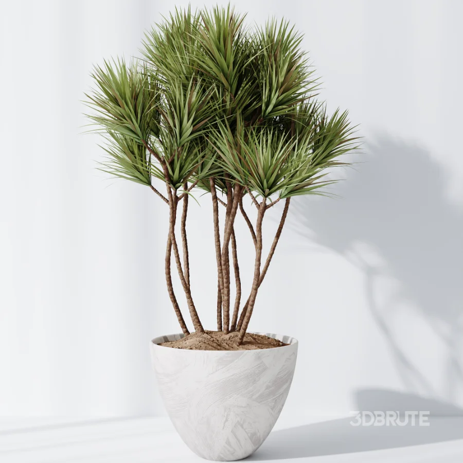AV Indoor Plants Set 525 Yucca Olive Areca Palm Spathiphyllum Image 8