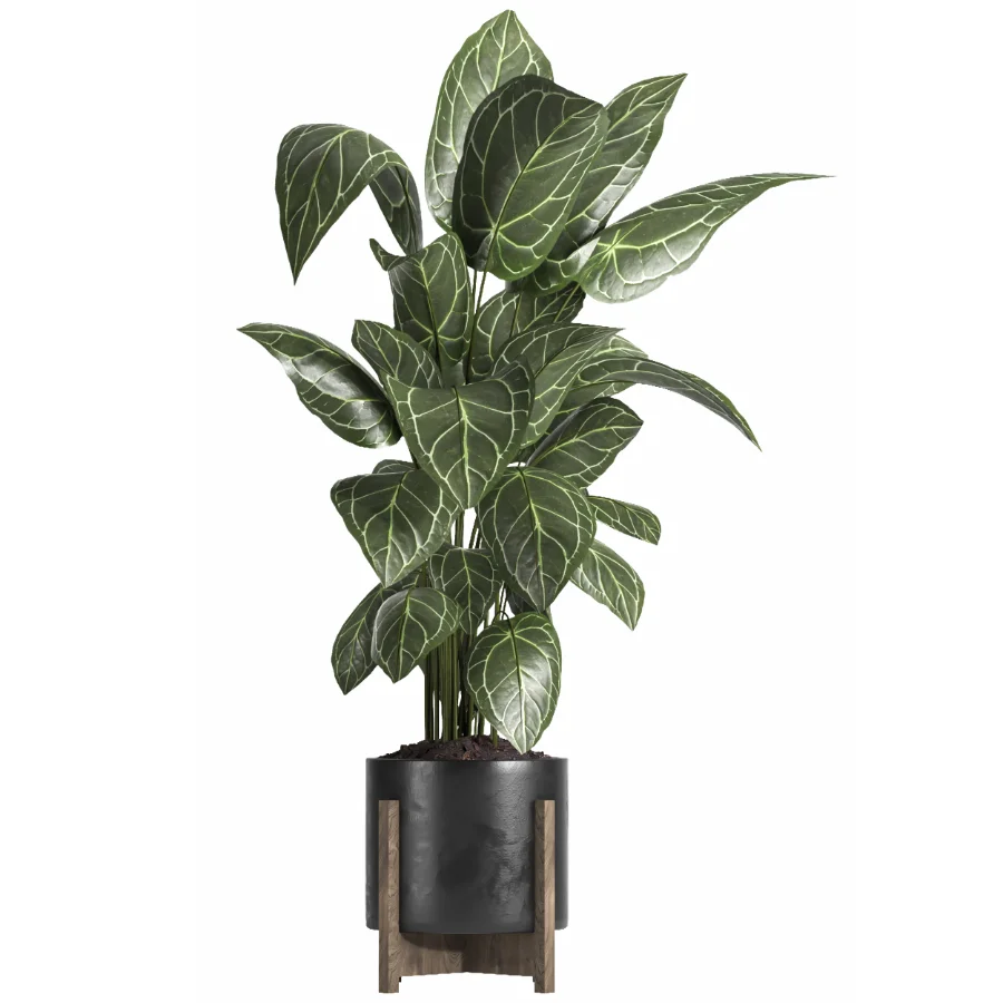 indoor plant 058 Image 1