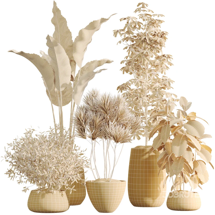 AV Indoor Plants Set 485 Ficus Elastica and Olive Eucalyptus and Yucca Elephantipes and Schefflera Arboricola and Bird Of ParadiseBird Image 9