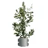AV Indoor Plants Set 479 Olive Elegant Monstera Ficus Palm - Thumbnail 5