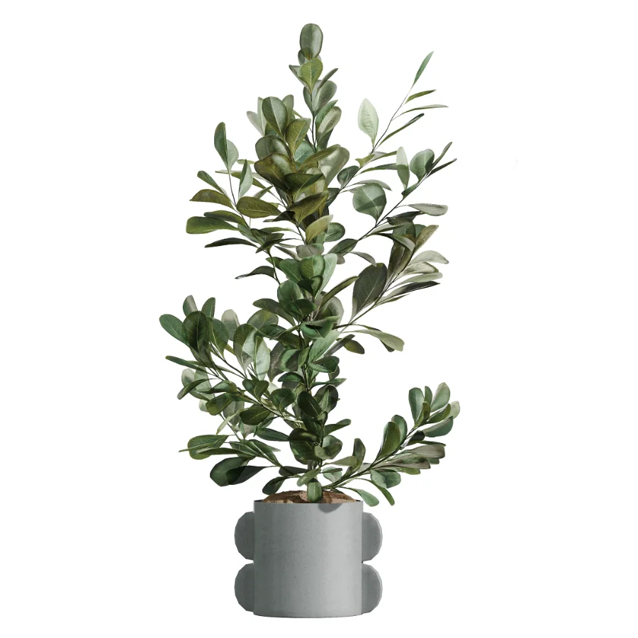 AV Indoor Plants Set 479 Olive Elegant Monstera Ficus Palm Image 5