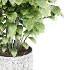 Ficus lyrata - Thumbnail 2