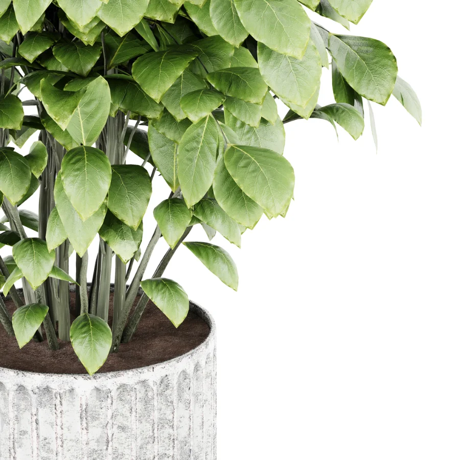 Ficus lyrata Image 2