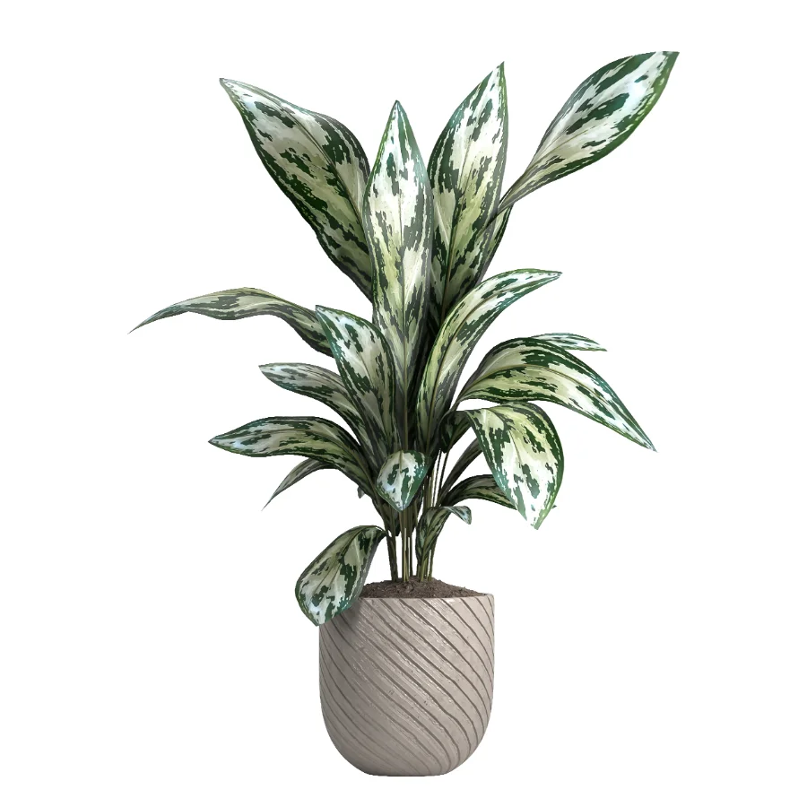 indoor plant 050 Image 2