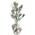 AV Indoor Plants Set 487 Lady Palm and Olive Tree and Snake Sansevieria - Thumbnail 4