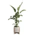 indoor plant 072 - Thumbnail 1