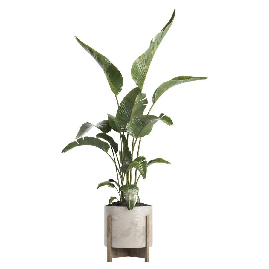 indoor plant 072 Image 1
