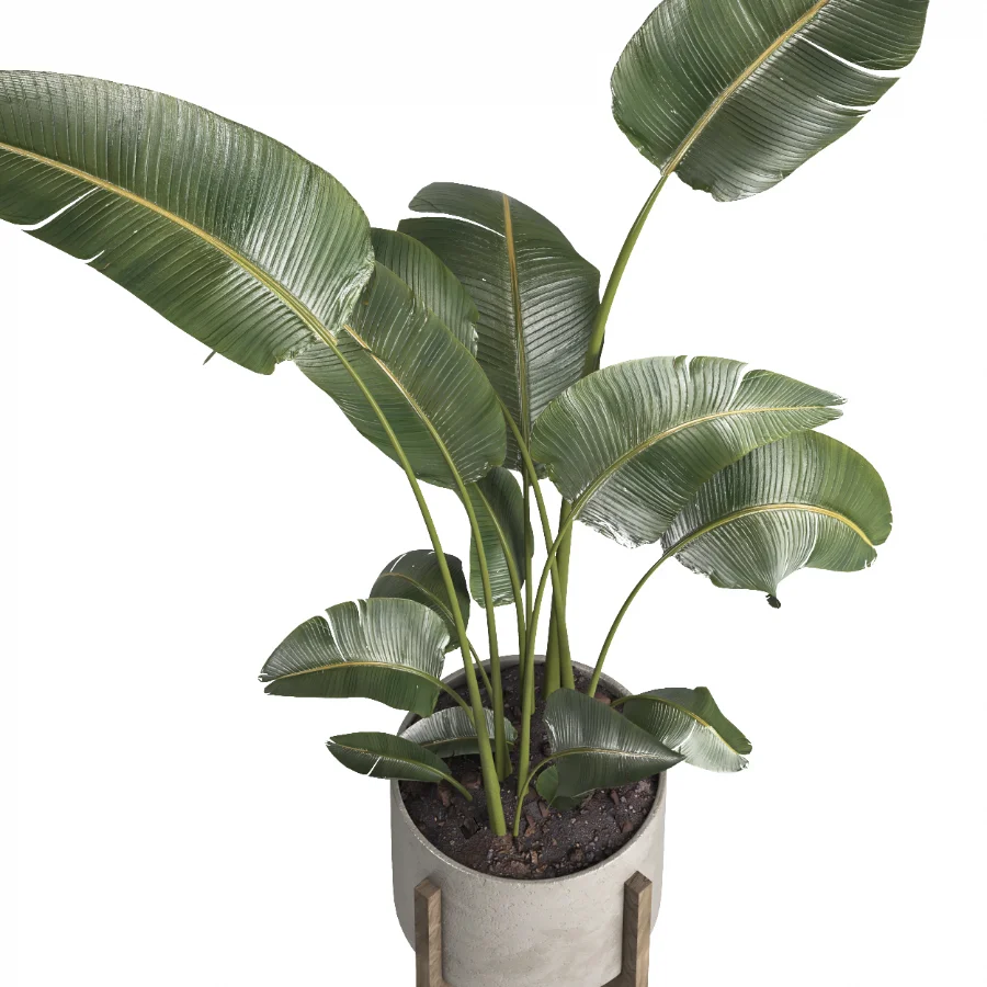 indoor plant 076 Image 2