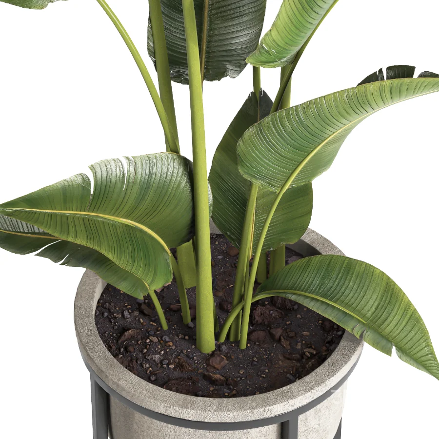 indoor plant 078 Image 4