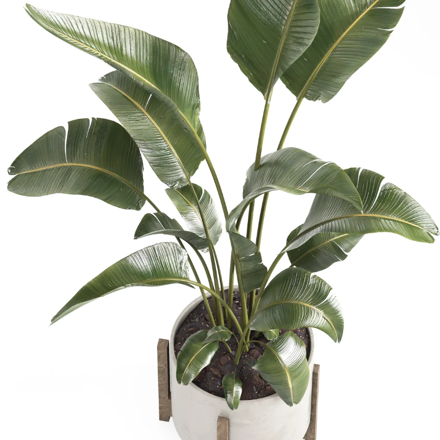 indoor plant 072 Image 4