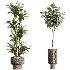 AV Indoor Plants Set 474 Areca Palm and Chemlali Olive and Ravenala Banana and Dracaena Lime Cane and Ficus Cyathistipula - Thumbnail 7
