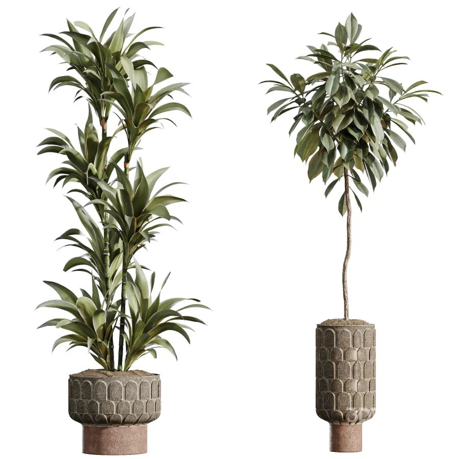 AV Indoor Plants Set 474 Areca Palm and Chemlali Olive and Ravenala Banana and Dracaena Lime Cane and Ficus Cyathistipula Image 7