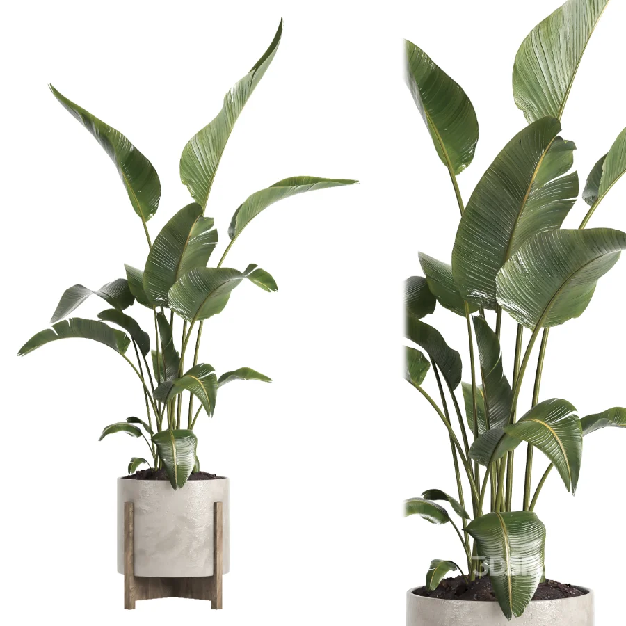 indoor plant 072 Image 3