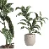 indoor plant 047 - Thumbnail 4