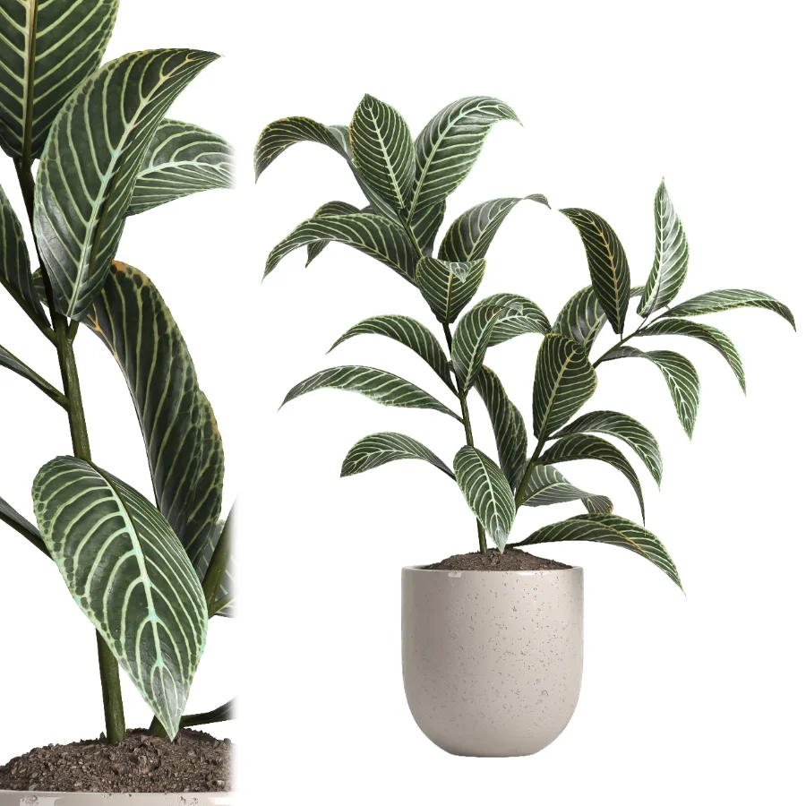 indoor plant 047 Image 4