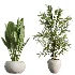 AV Indoor Plants Set 484 Areca Palm and Olive Eucalyptus and Dracaena Warnecki and Ficus Elastica - Thumbnail 6