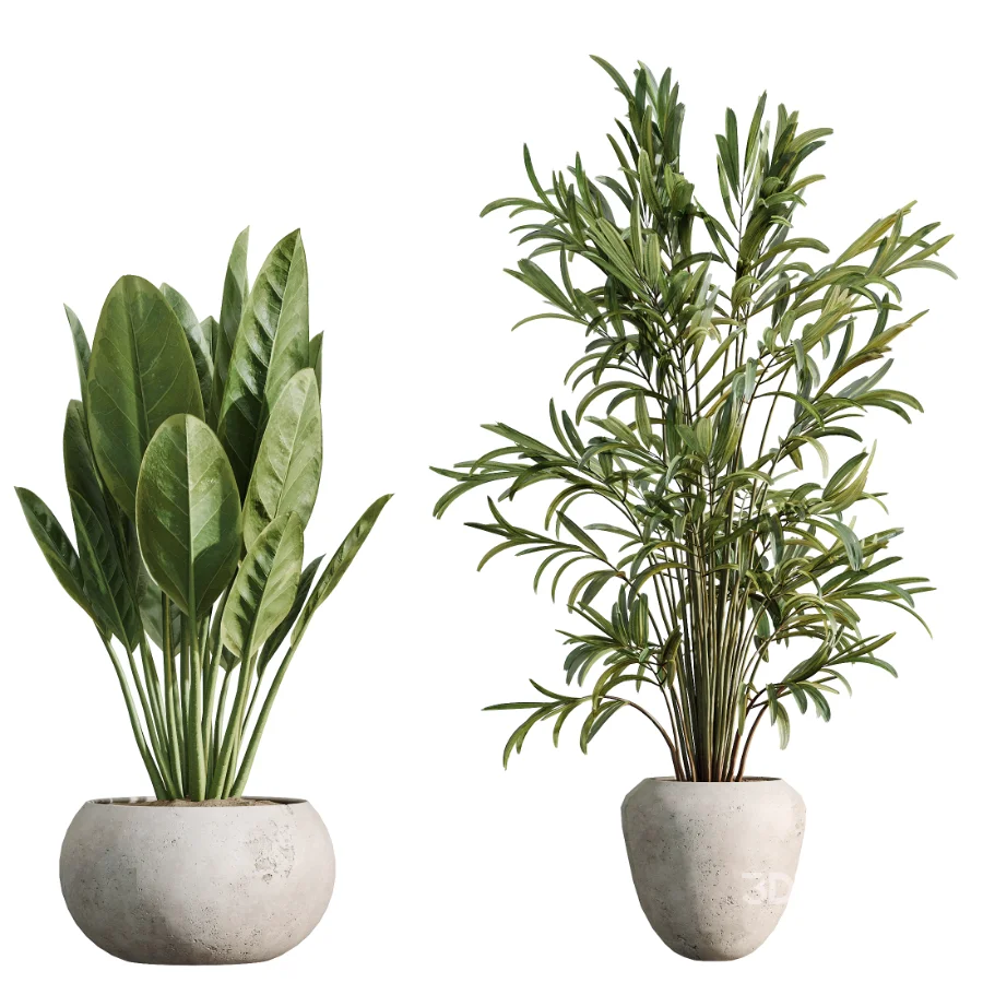 AV Indoor Plants Set 484 Areca Palm and Olive Eucalyptus and Dracaena Warnecki and Ficus Elastica Image 6