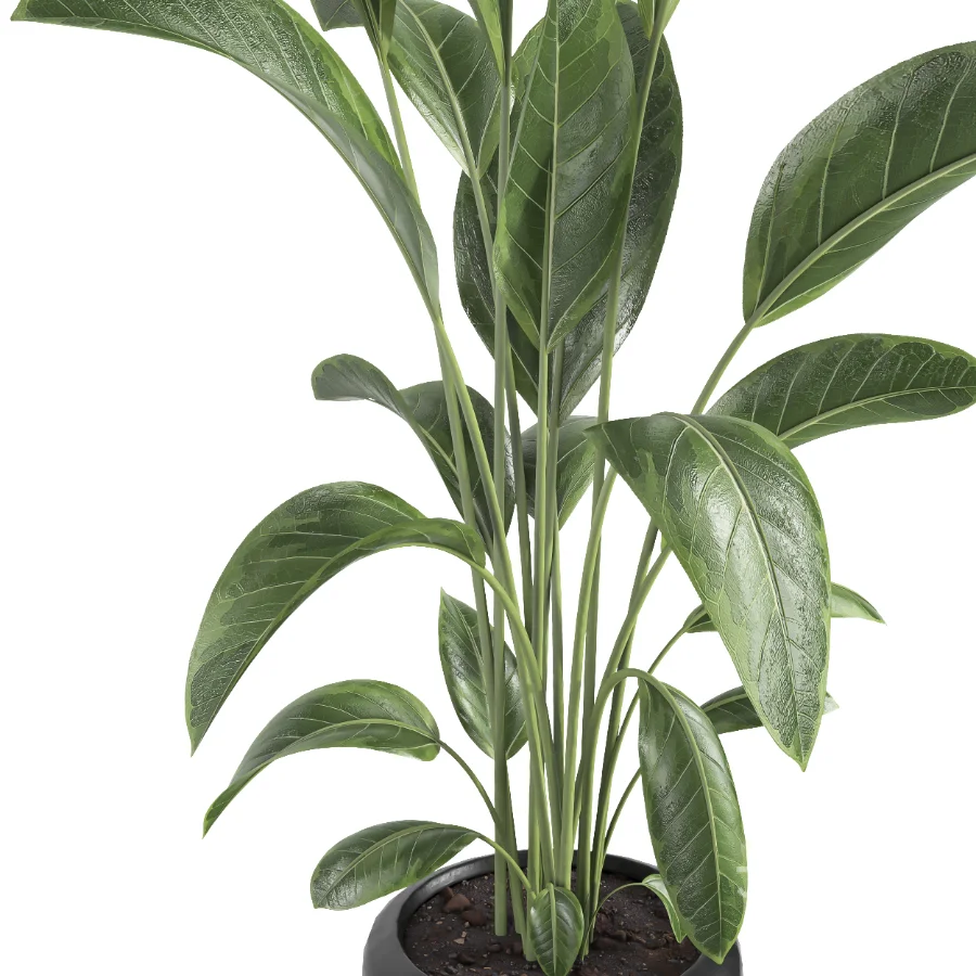 indoor plant 082 Image 3