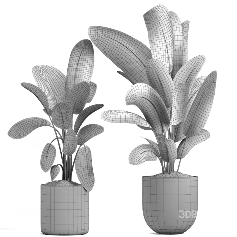 indoor plant 048 Image 4