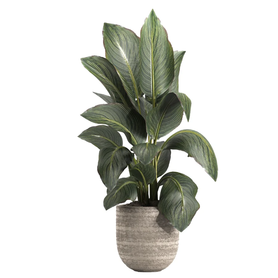 indoor plant 049 Image 2