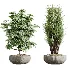 AV Indoor Plants Set 472 Yucca Elephantipes and Chemlali Olive and Cunjevoi Alocasia and Schefflera Arboricola and Ficus macrocarpa - Thumbnail 8